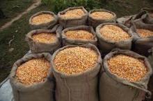maize